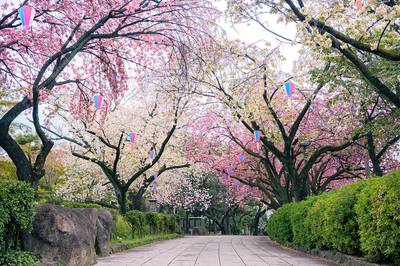 探秘東瀛 12處日本必打卡景點與深度公園觀光指南